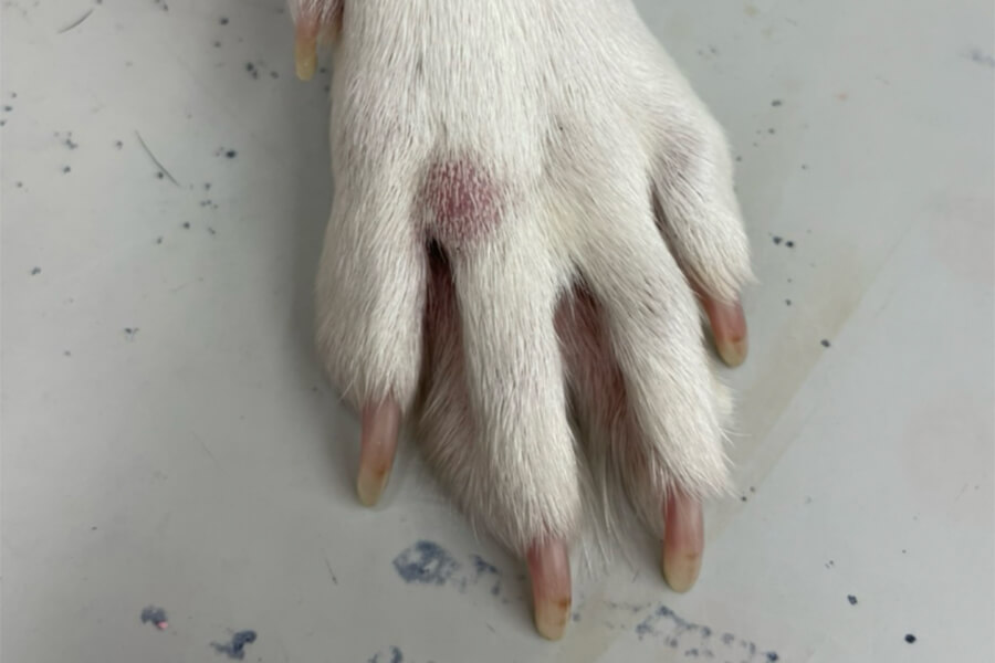 指間 肥満細胞腫