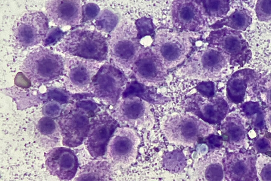 肥満細胞 細胞診1