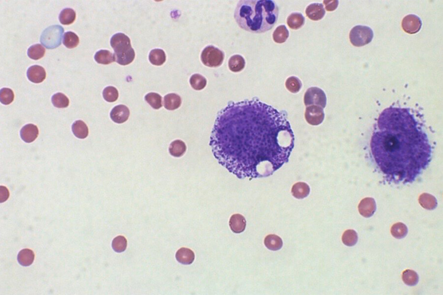 肥満細胞 細胞診2