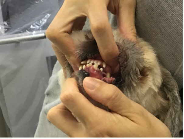 下顎歯肉に小さなしこり