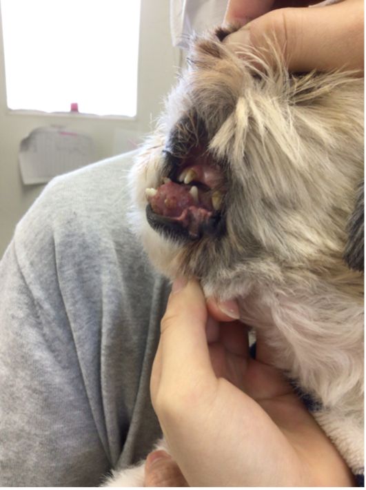 約1ヶ月で急速な増大