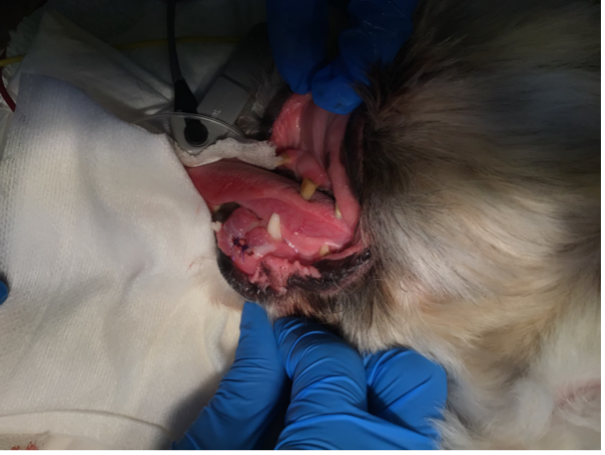 手術写真（口腔内腫瘍）