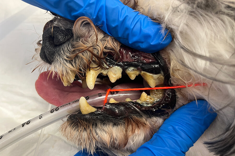 スケーリング前 1